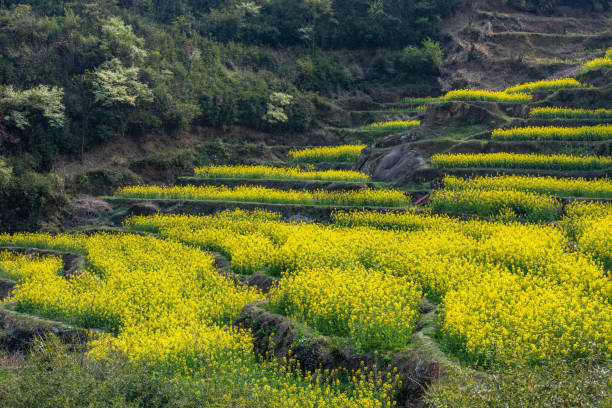 istock Rapeseed flowers blooming in spring 1474808039