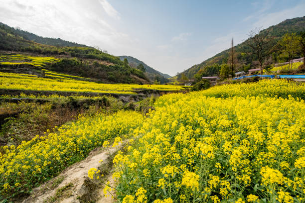 istock Rapeseed flowers blooming in spring 1474808059