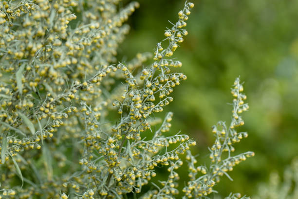 Wormwood Artemisia. Wormwood Leaves And Flowers.Wormwood Artemisia absinthium in garden stock photo