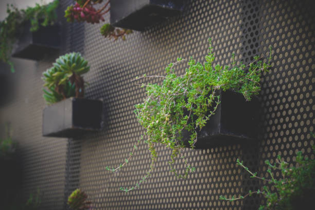 istock Wall with pots containing small succulent plants 1474813317
