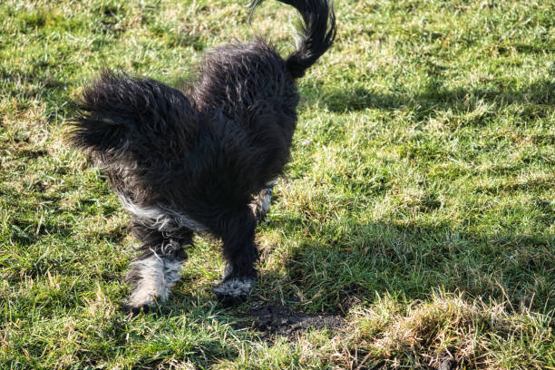 istock Black Goldendoddle running in a meadow while playing. Fluffy long black coat. 1474814678