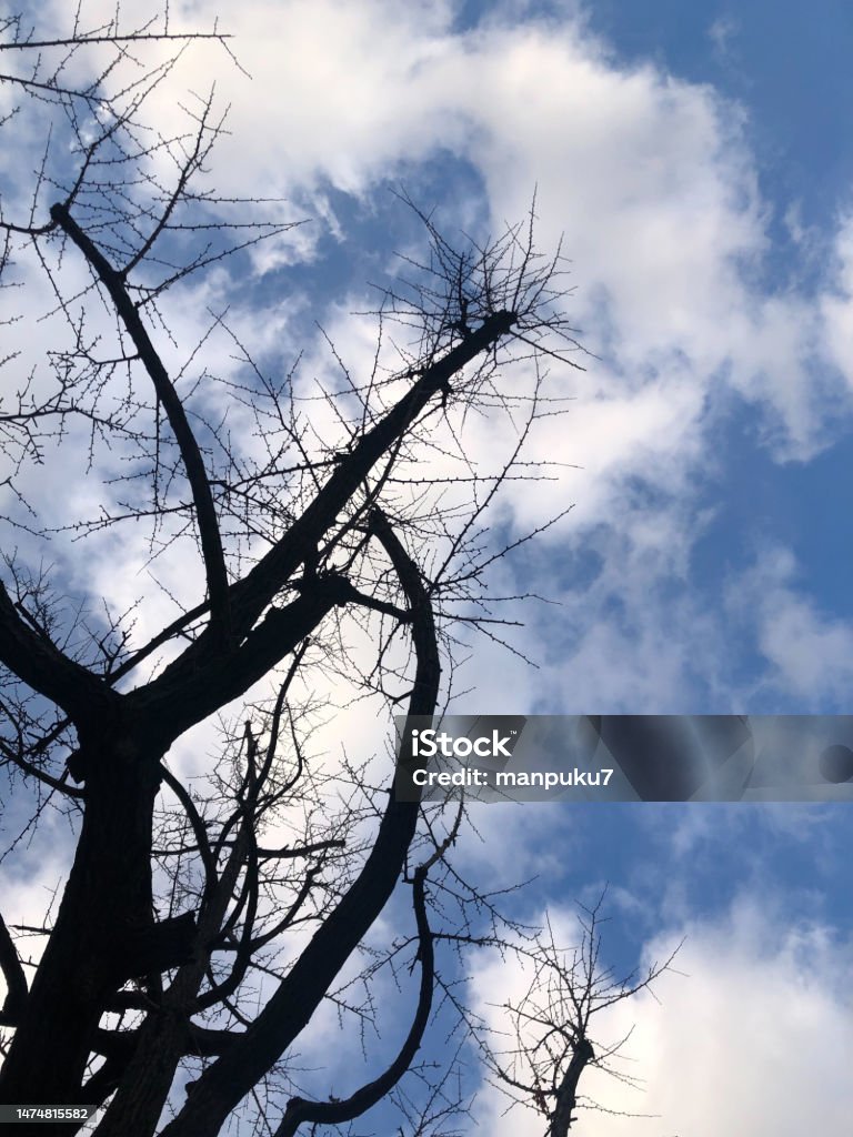 Tree Dead Cold A Dead Tree Blown By The Cold Wind Stock Photo - Download Image Now ...