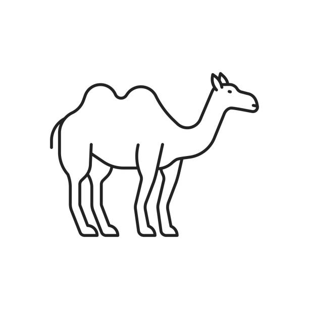illustrations, cliparts, dessins animés et icônes de icône de chameau. illustration vectorielle noire de haute qualité. - two humped camel