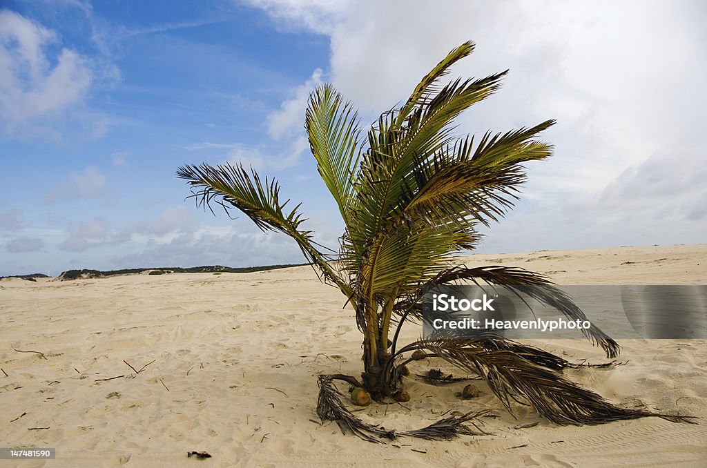 Mini-Palmeira - Royalty-free América do Sul Foto de stock