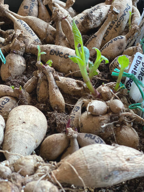 istock Dahlia tubers 1474816995