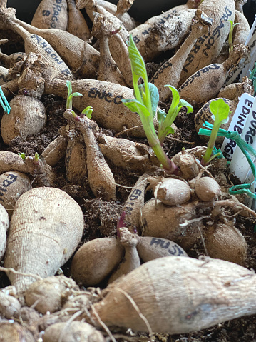 Tubers dug out of the ground in the fall, are being sorted for spring planting, some already sprouting