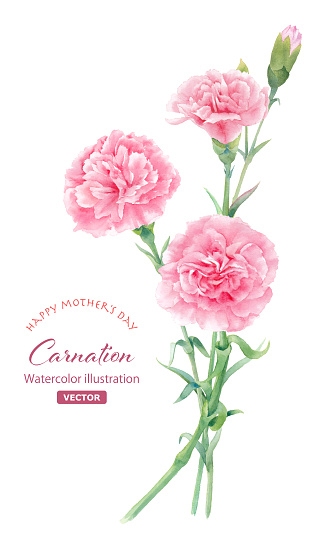 Watercolor illustration of pink carnation. Mother's day decoration, gift. (Vector. Layout changeable)