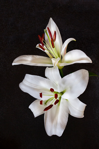 White flower of Madonna lily (Lilium Candidum) or hollyblossom on black background with copy space. The concept of mourning. White lily flower on a dark background. We remember, we mourn. Selective focus, close-up, top view. Banner