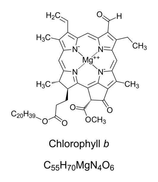 illustrazioni stock, clip art, cartoni animati e icone di tendenza di clorofilla b, utilizzata dalle piante per la fotosintesi, struttura chimica - science botany chemistry formula