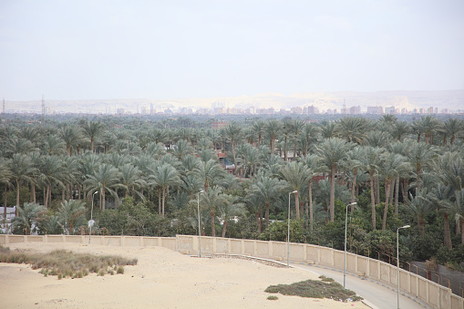 Palm trees field near Sakara