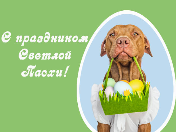 kartka z życzeniami z napisem w języku rosyjskim happy easter - 13633 zdjęcia i obrazy z banku zdjęć