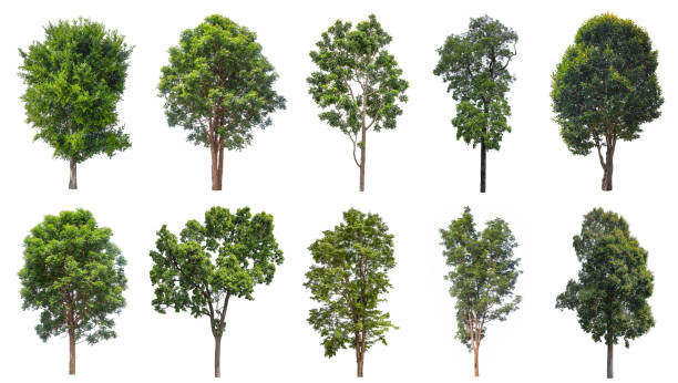 istock Botanical collection Tropical green leafy trees in spring isolated on white background 1474818757