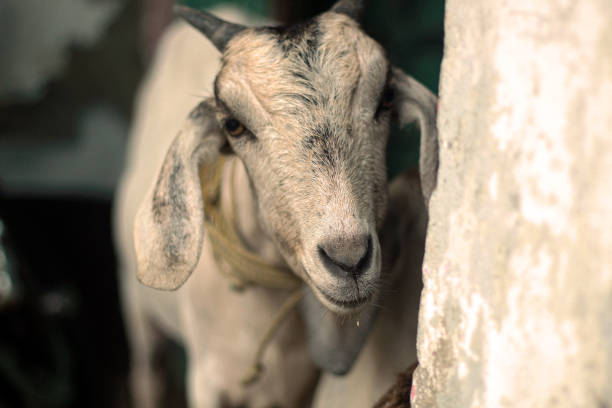 istock A goat with horns is standing next to a wall with a pink and white background. 1474819236