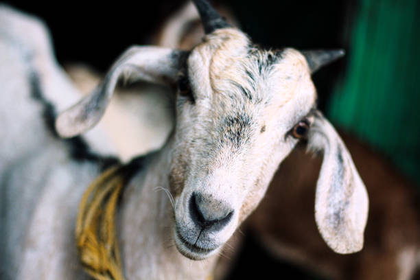 istock A goat with horns is standing next to a wall with a pink and white background. 1474819253