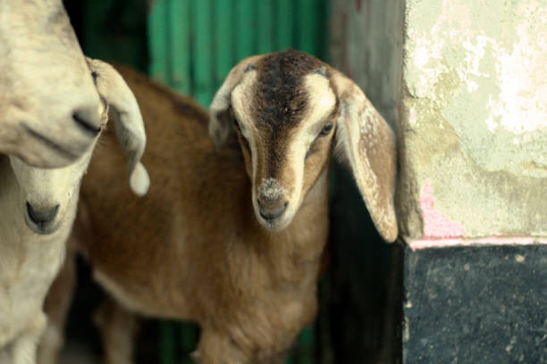 istock A goat with horns is standing next to a wall with a pink and white background. 1474819267