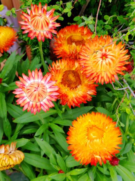 istock Xerochrysum bracteatum 1474819346