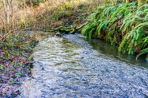A view of Des Moines Creek in early spring. Located in Des Moines, Washington.