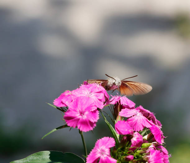 polilla halcón colibrí (macroglossum stellatarum) en vuelo - moth black flying animal tongue fotografías e imágenes de stock