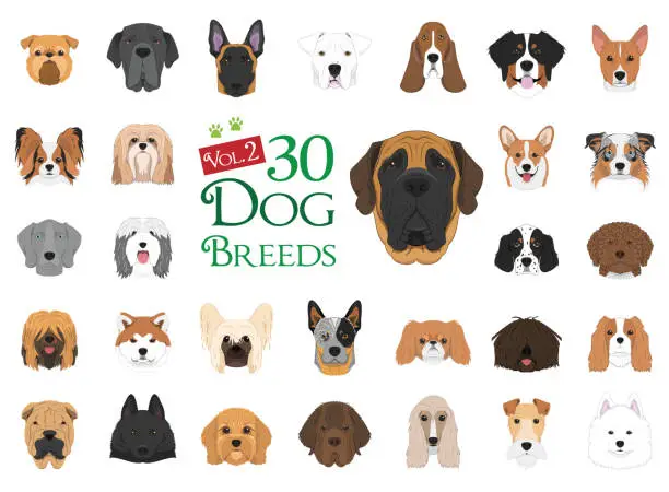 Vector illustration of Dog breeds Vector Collection: Set 2. 30 dog breeds in cartoon style.