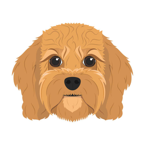 Cavapoo Cartoon Vector Image 20+ Cavapoo Dog Stock Illustrations, Royalty-Free Vector Graphics ...