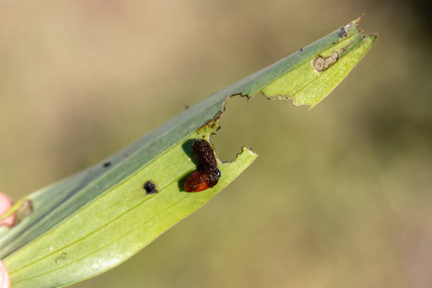 istock Scarlet lily beetle larva covered in excrement feeding on lily leaf 1474820928
