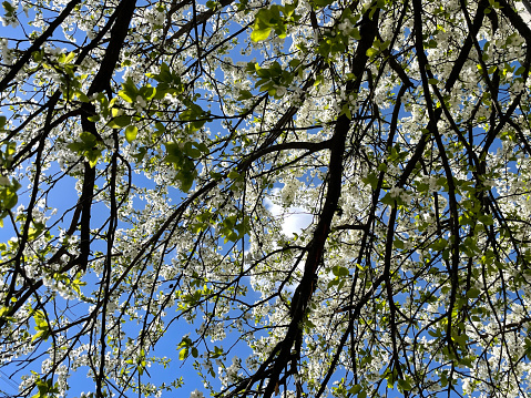 Blossoming tree in spring.