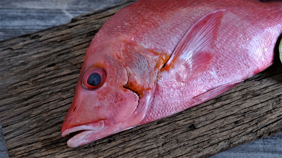 Red Snapper. Close view on fresh Raw Red Snapper Fish on wooden board. Lutjanus campechanus. In Indoneasia also known as Kakap Merah. Fresh Seafood which rich of protein. Export commodity. Indonesia