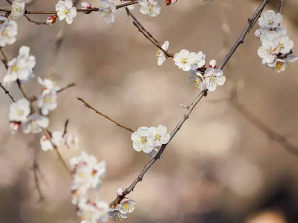 Plum blossom bud in springtime