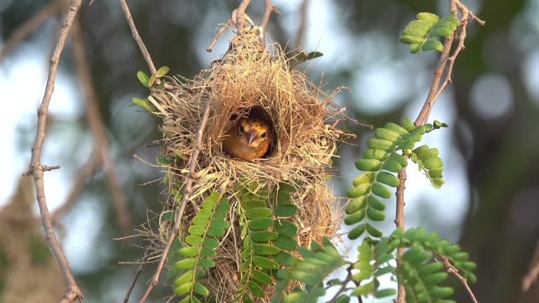 Bird in a bird's  nest