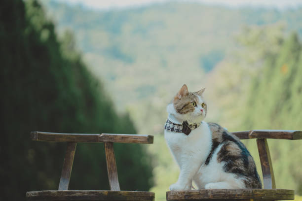 istock travel in autumn with scottish cat with tree and mountain background 1474824559