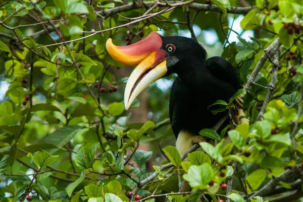 Rhinoceros Hornbill female (Buceros rhinoceros) in the rainforest of Borneo island