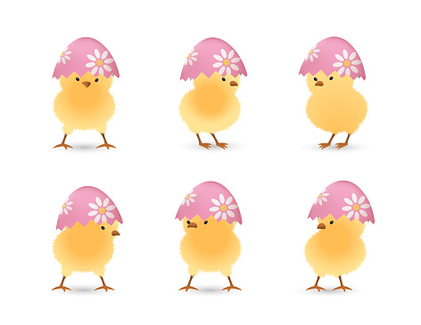 Chicks in upper part of broken Easter eggs with flowers set