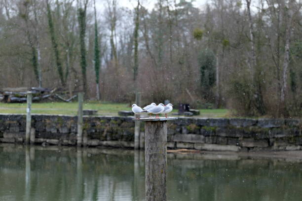 istock Group of seagulls on bollard in snowfall 1474827743
