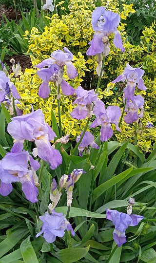White-blue bearded iris with buds on the background of purple irises