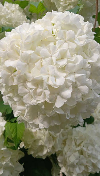 istock Beautiful large white hydrangea paniculata blossoms closeup. Soft focus 1474829674