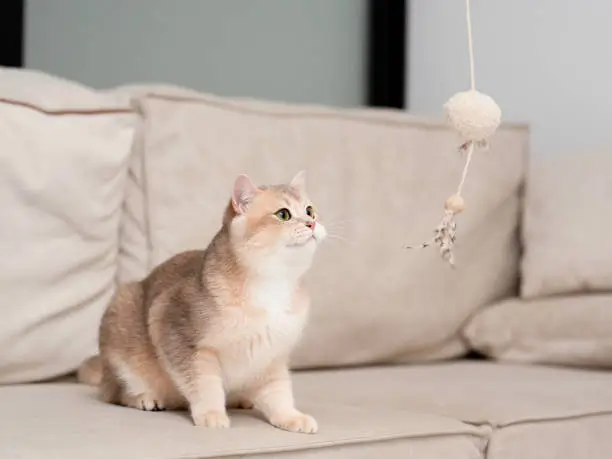 A red fluffy British kitten with beautiful green eyes lies on the sofa and plays with a feather toy held by the owner.