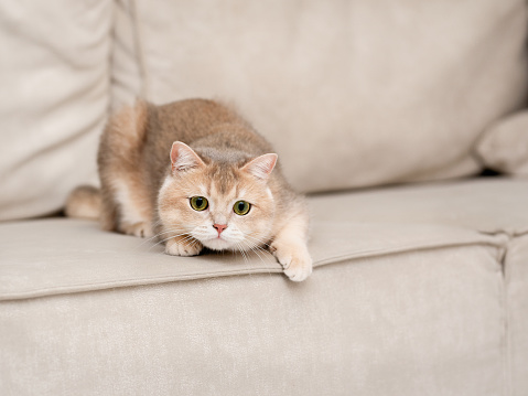 A red fluffy British kitten with beautiful green eyes lies on the sofa and warily looks after the toy.