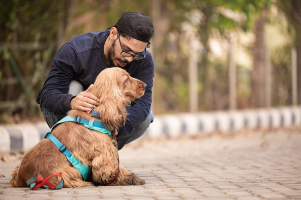 Young man caring his pet dog golden retriever at park Young man caring his pet dog golden retriever at park -family, pet, animal and people concept. Pet Care Careers stock pictures, royalty-free photos & images