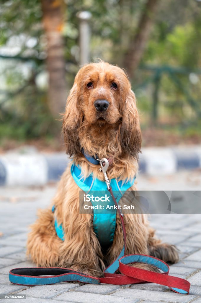 Golden Retriever sitting at park and looking at camera Cute Golden Retriever pet dog sitting at park and looking at camera Dog Stock Photo