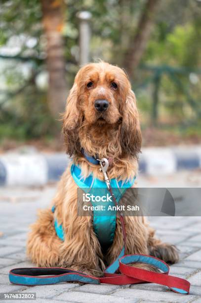 Golden Retriever Sitting At Park And Looking At Camera Stock Photo - Download Image Now