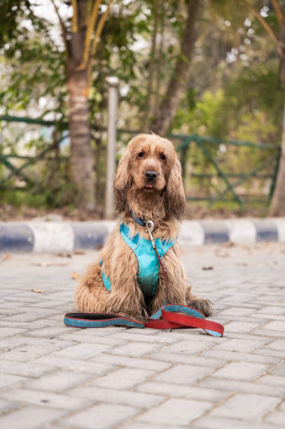 Cute Golden Retriever pet dog sitting at park and looking at camera