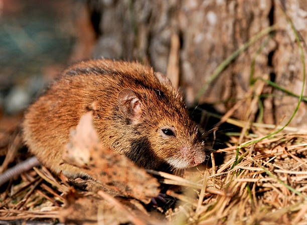 istock Field mouse in natural habitat 147483306