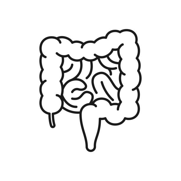 illustrations, cliparts, dessins animés et icônes de icône de l’intestin humain. illustration vectorielle noire de haute qualité. - intestin grêle humain