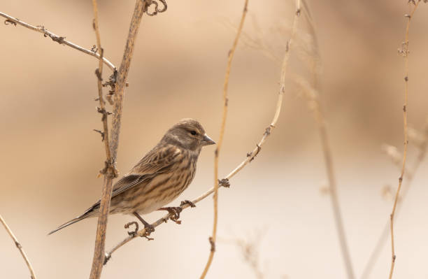 istock Carduelis linaria bird 1474833551