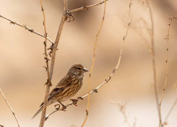istock Carduelis linaria bird 1474833581