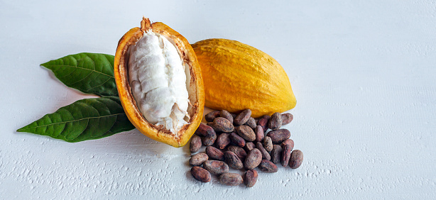 Close up of ripe fresh slide cocoa pods, half-in cut cocoa fruit, and dry brown cocoa beans with green cacao leaf on white wooden background