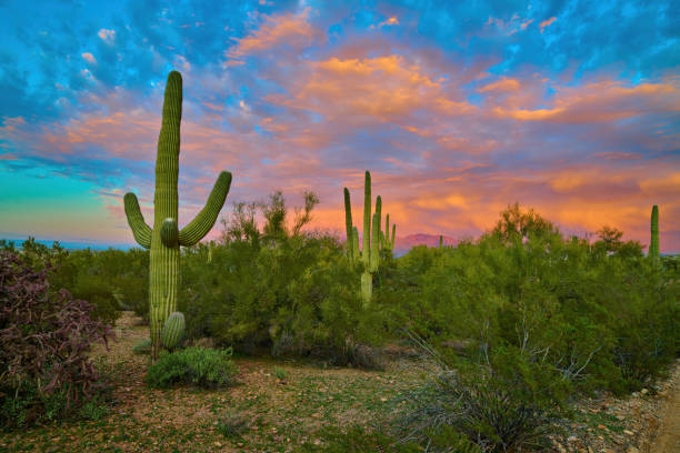 istock Saguaro Cactuses with dramatic and colorful storm clouds Tucson, Arizona. 1474834389