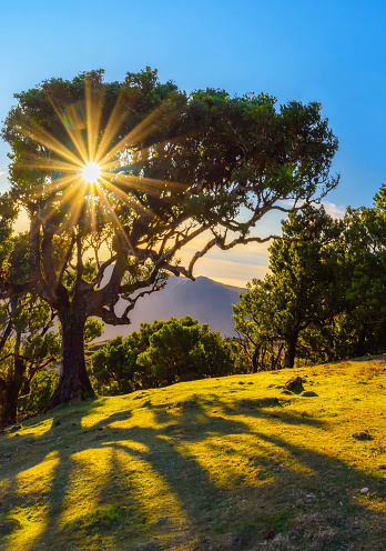 Laurissilva forest located on the plateau of Paul da Serra in Fanal, Madeira Island, Portugal. Old laurel trees on a hill. Laurel forest