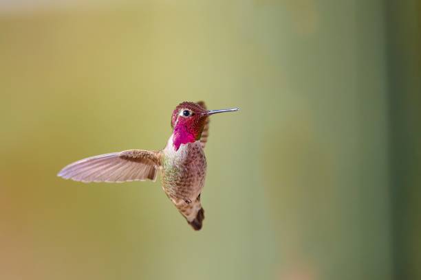 istock A male Anna's Hummingbird (Calypte anna) hovering mid air, Arizona. 1474834453