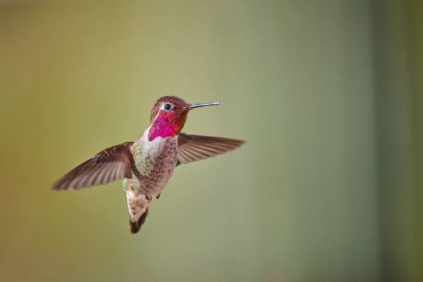 istock A male Anna's Hummingbird (Calypte anna) hovering mid air, Arizona. 1474834457